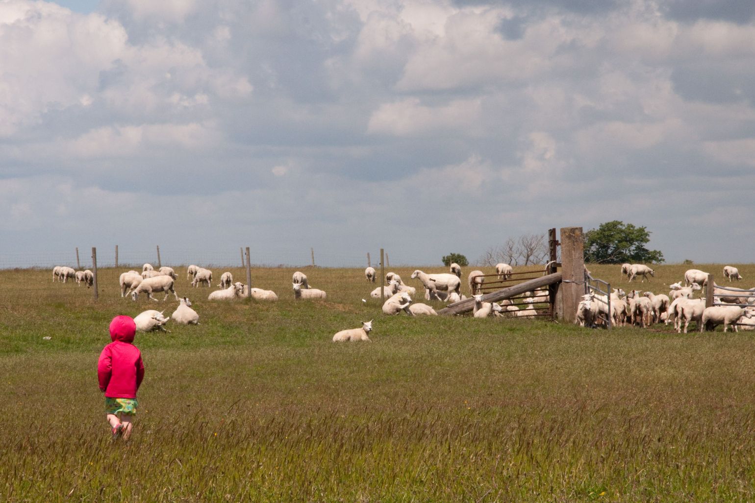 Schapen bij de stoneships van Zweden