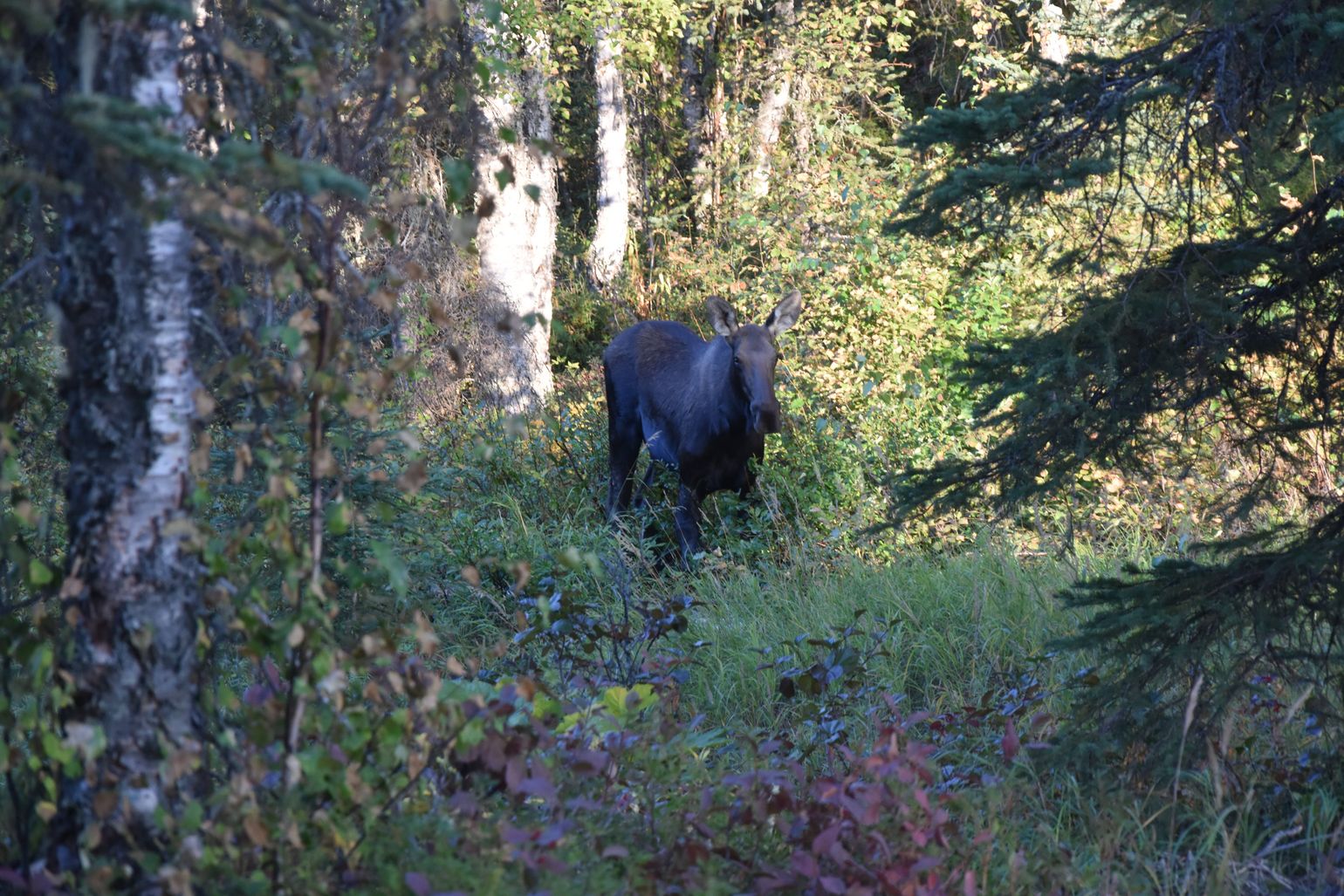 Talkeetna Lakes Hike