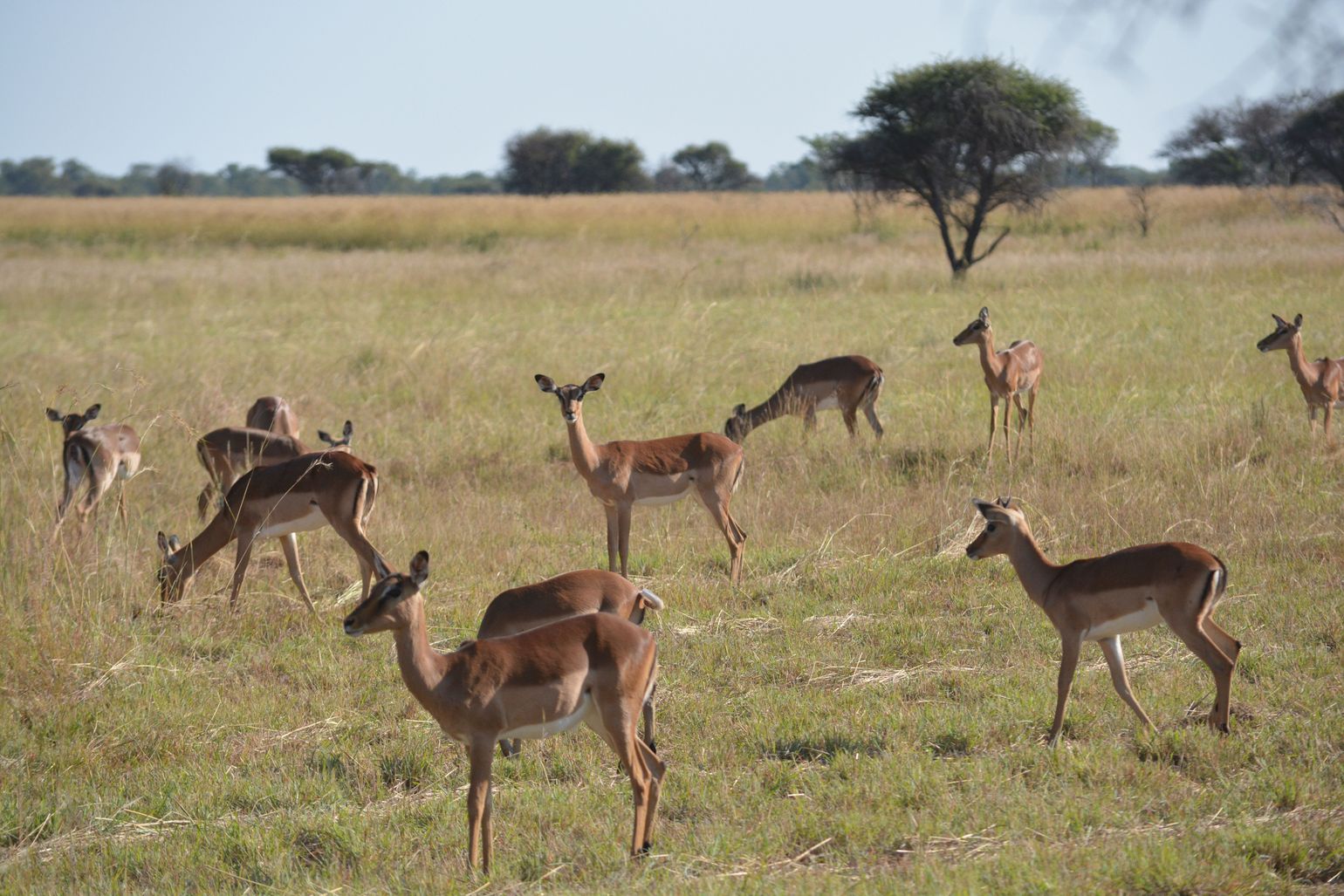 reis Zuid-Afrika safari impala