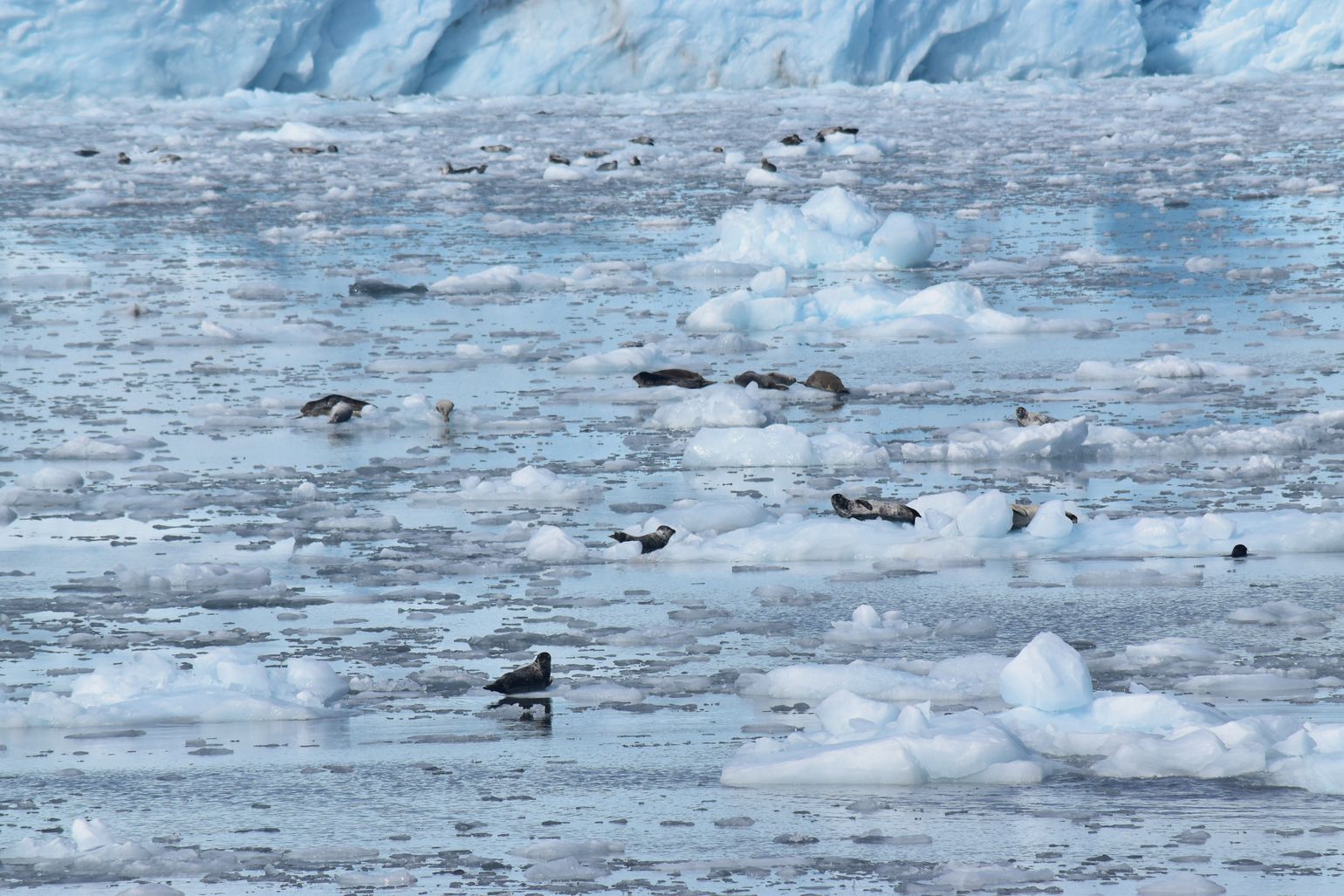 Zeehonden Kenai Fjords NP