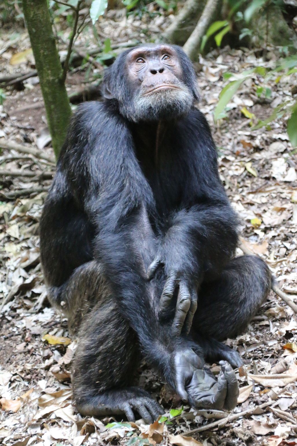 Chimpansee