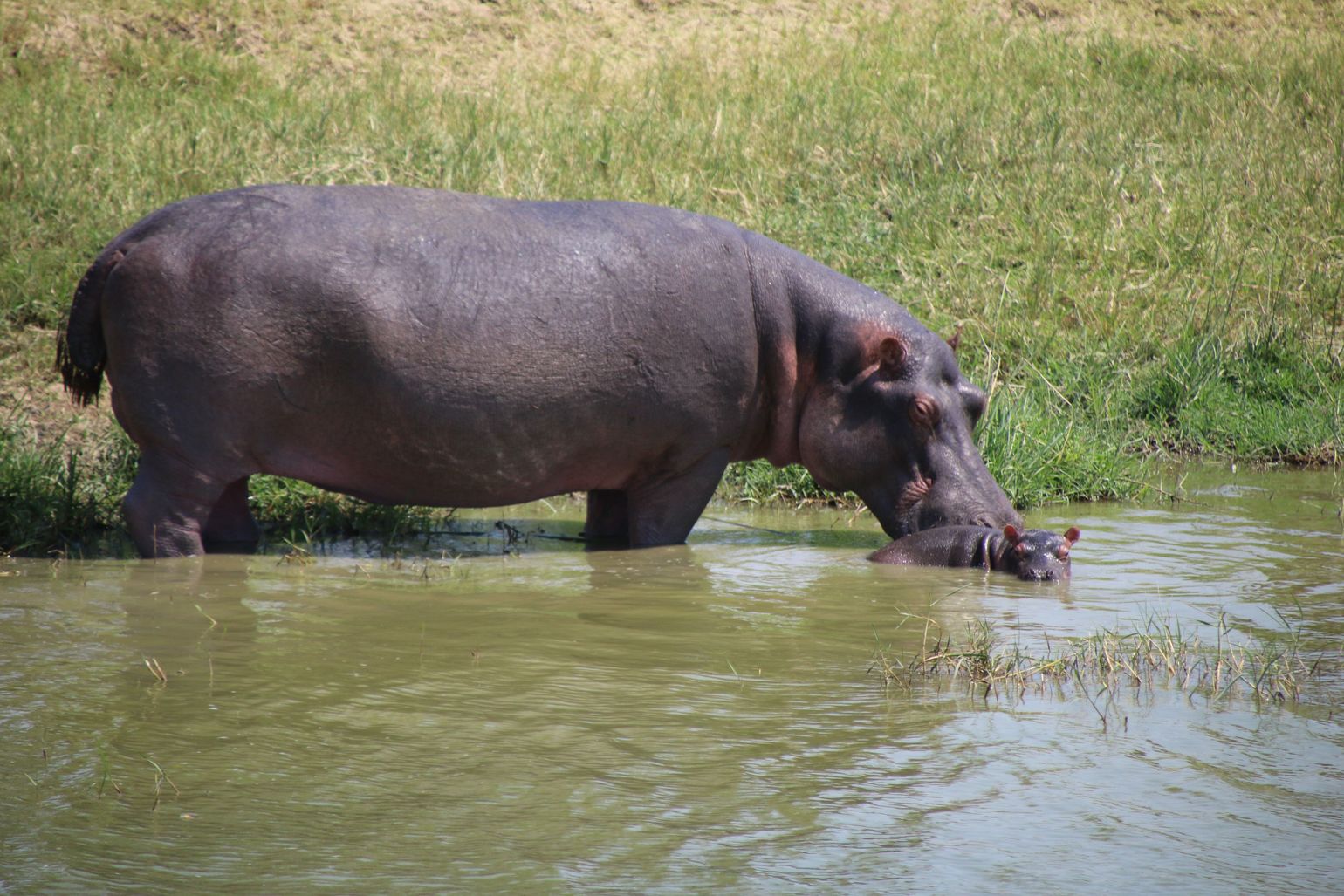 Nijlpaard met kleintje