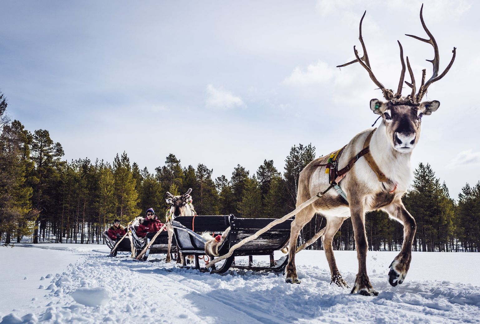 Rendier Fins Lapland