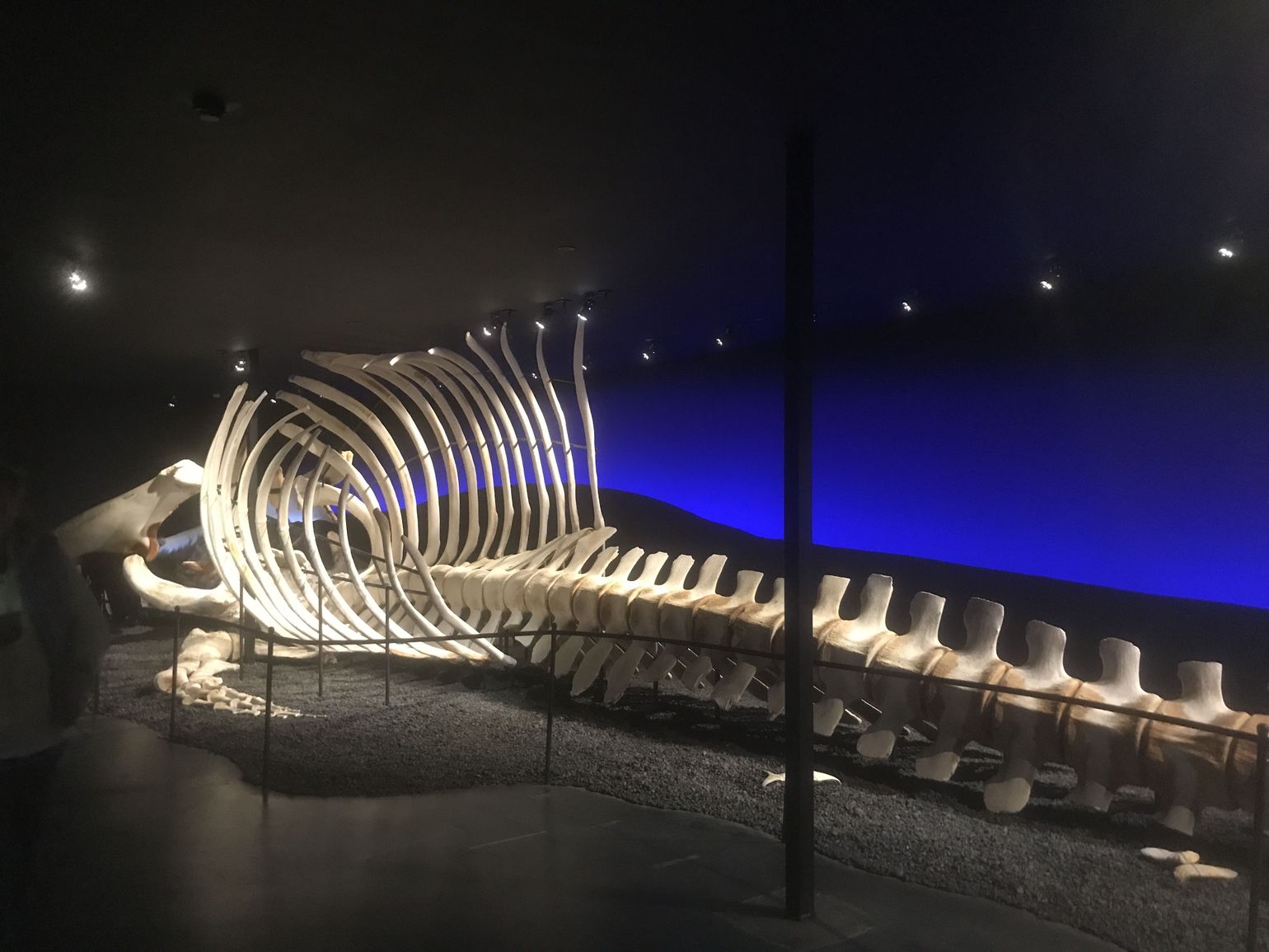 Whale Museum Husavik