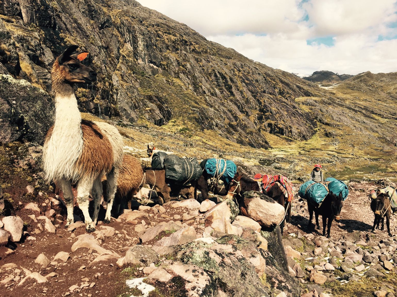 Lares trek peru lama's alpaca's en muilezels