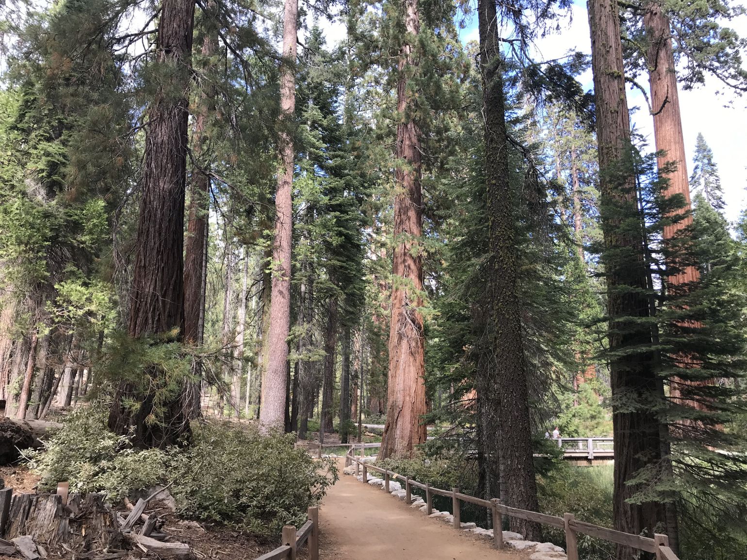 Reuzensequoia&#039;s in Yosemite National Park