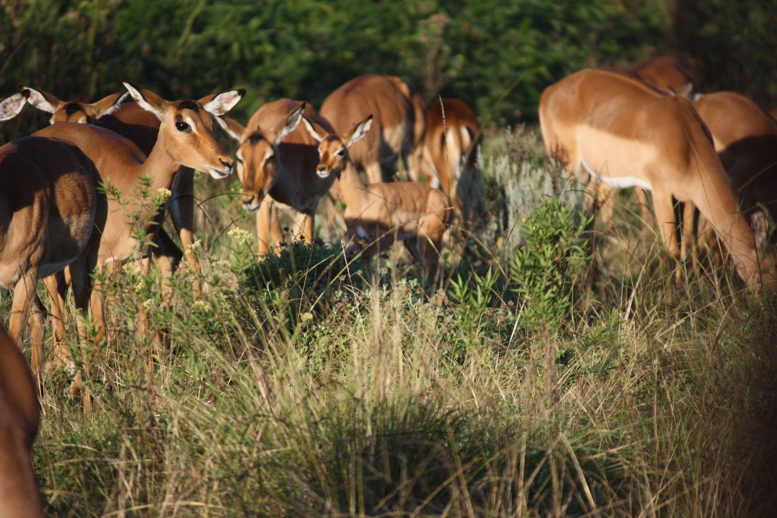 impala antilope zuid-afrika