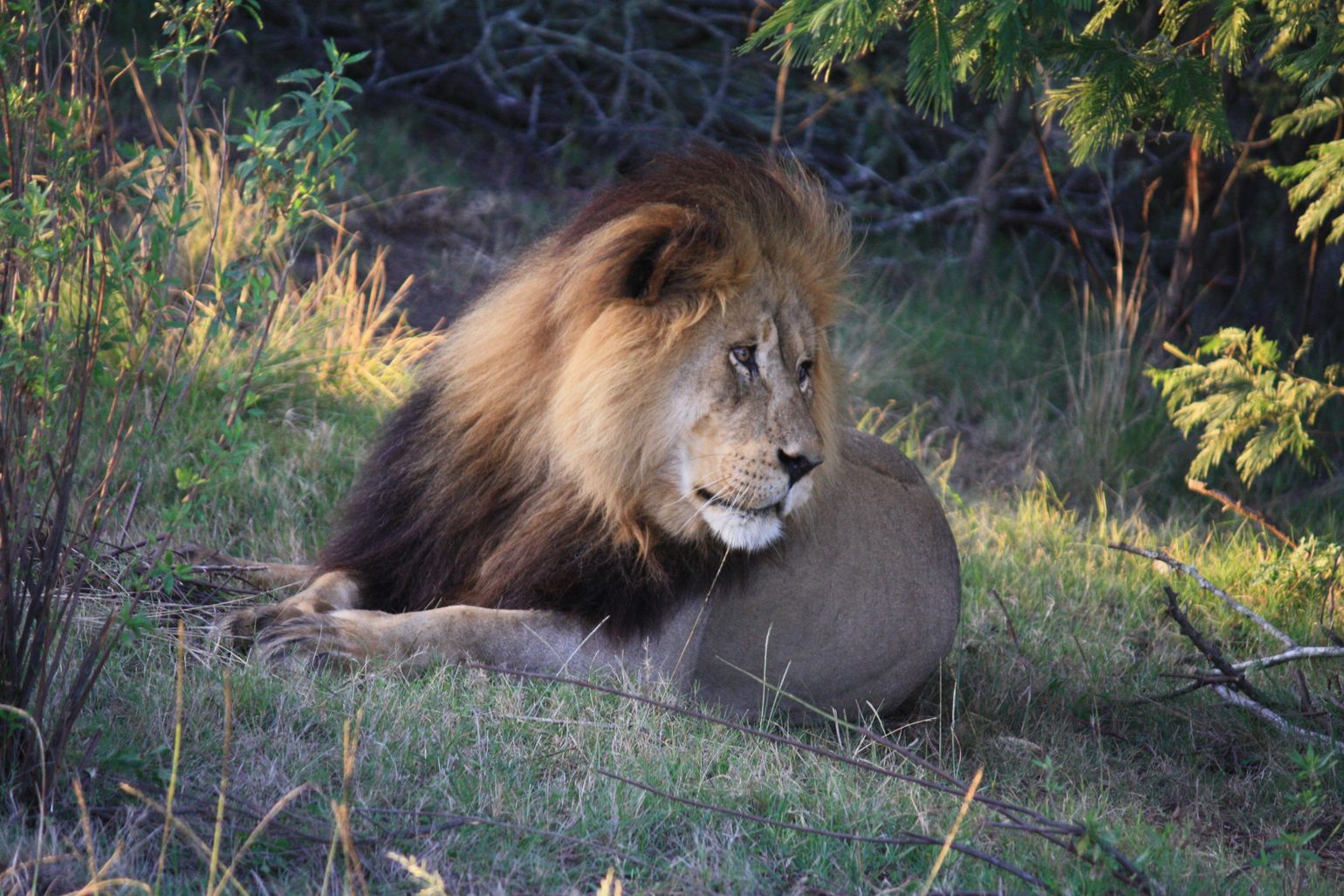 leeuw safari zuid-afrika