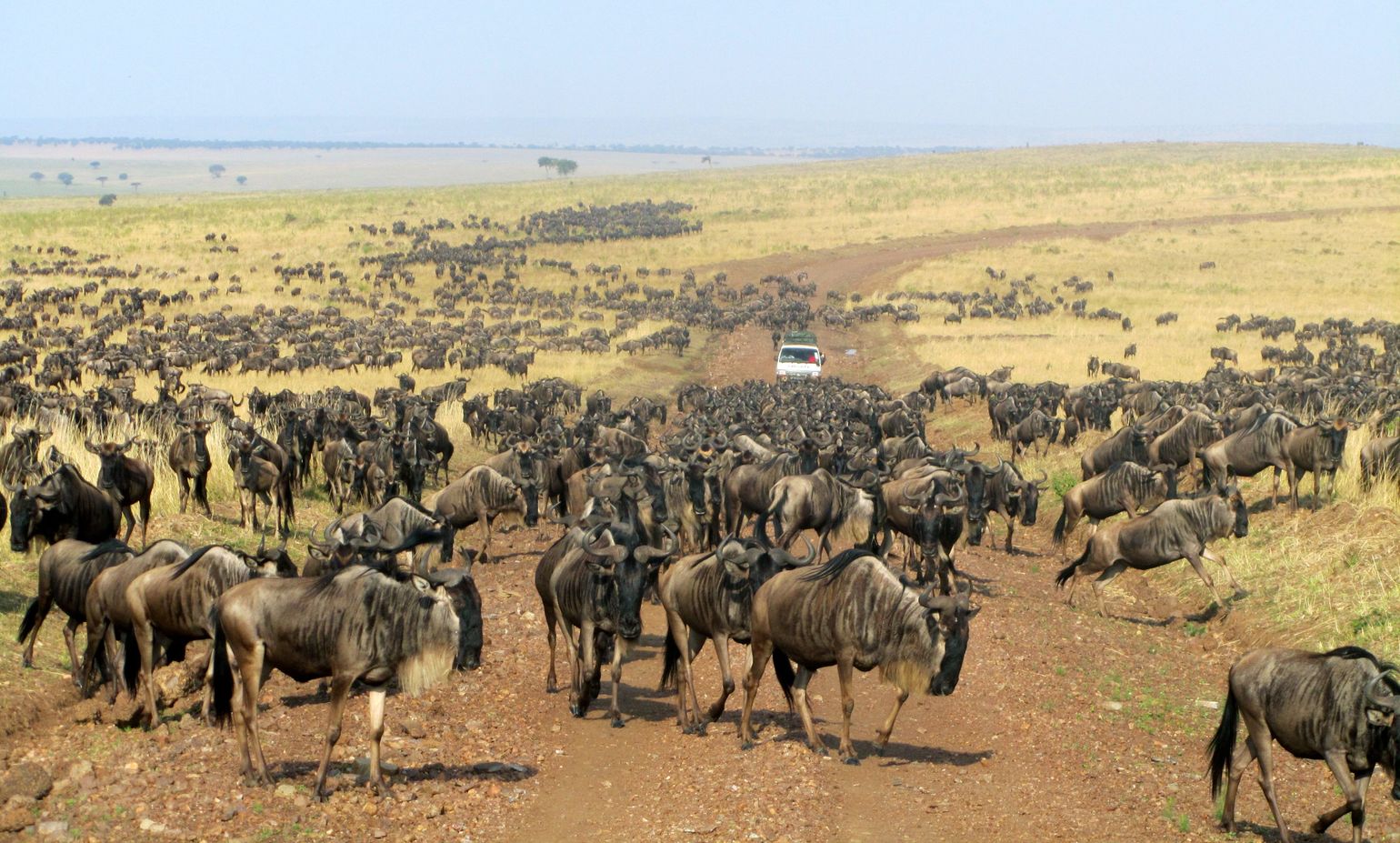 great migration gnoe Kenia reis wildlife