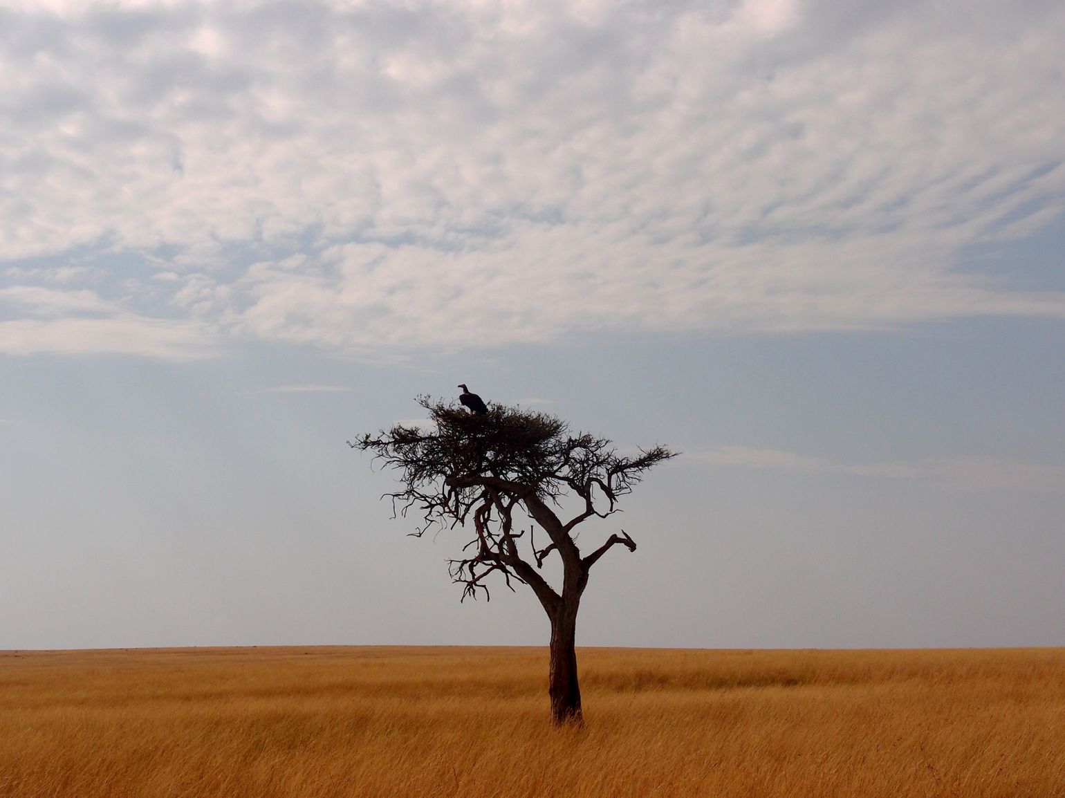 Kenia reis natuur vlakte