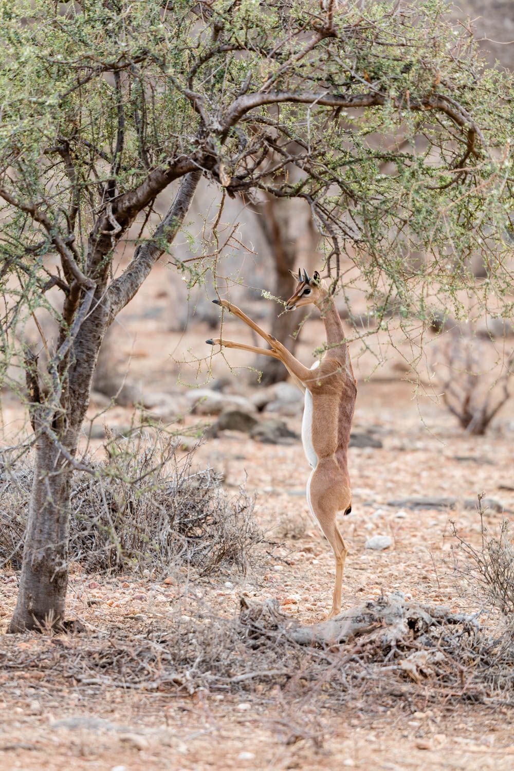 Kenia reis safari antilope wildlife natuur