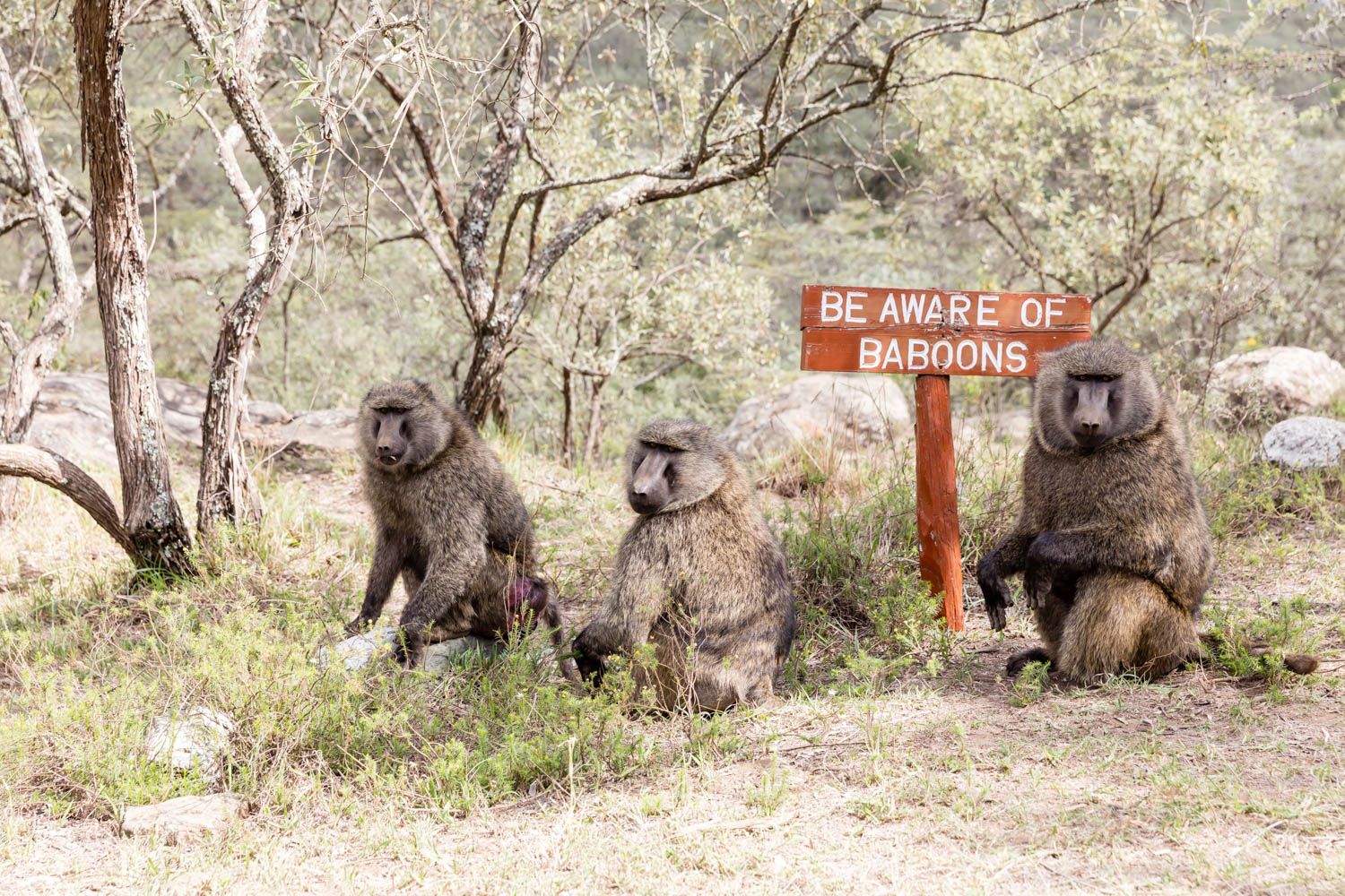 Kenia reis safari baboon baviaan wildlife natuur