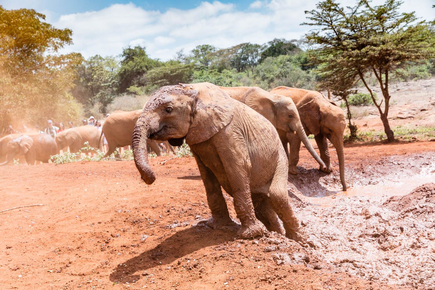 Kenia reis olifanten wildlife natuur