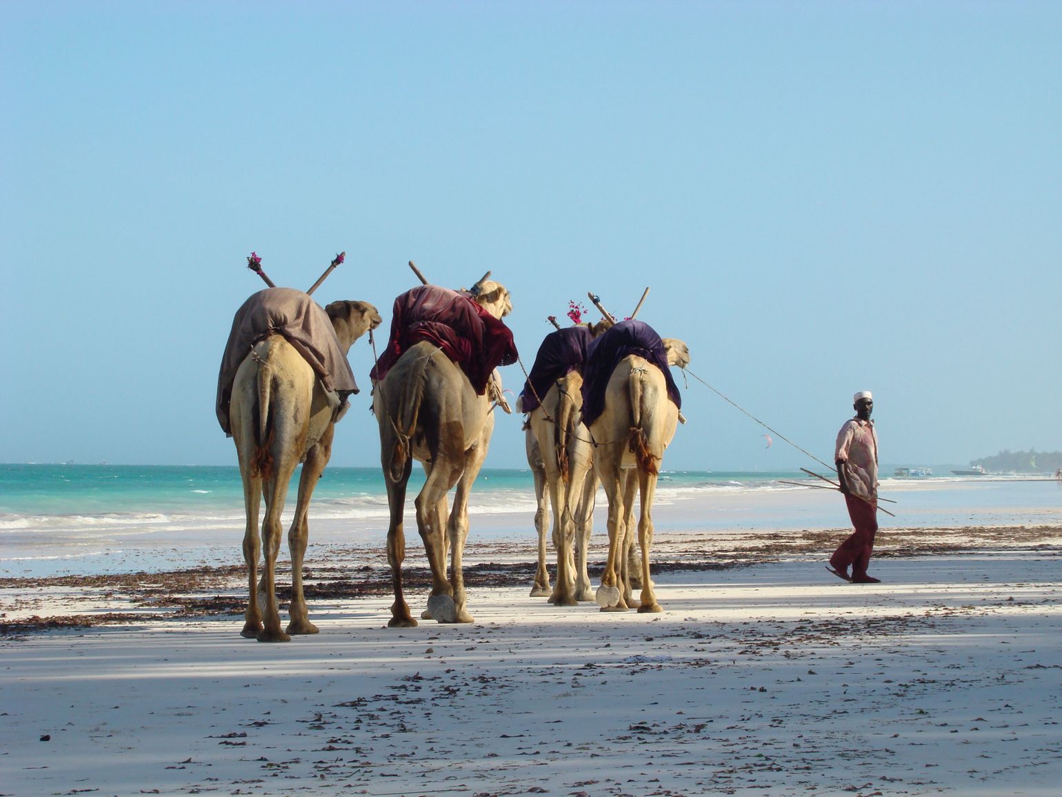 reis Kenia kamelen strand Bamburi beach