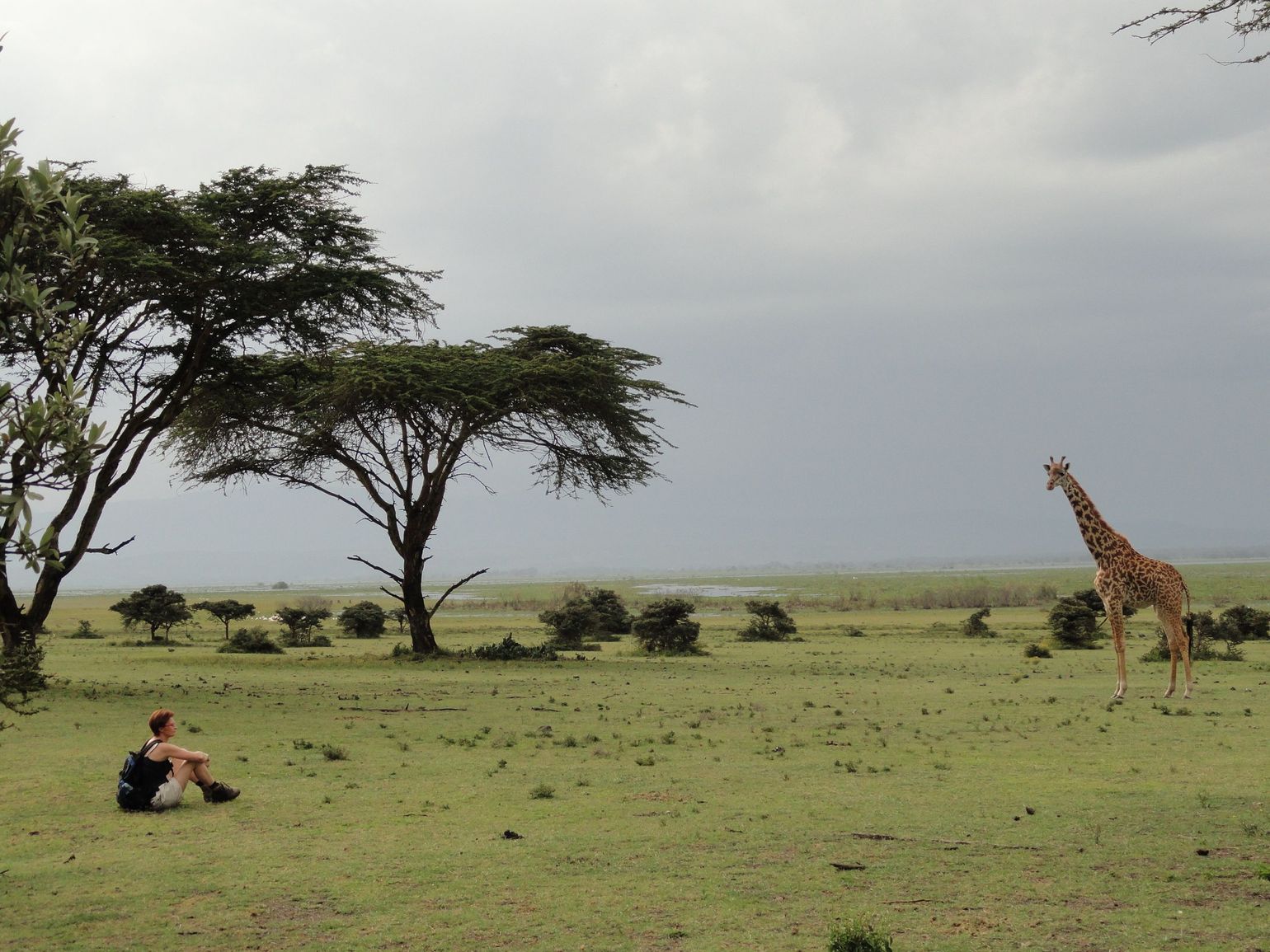 Kenia reis safari giraf wildlife natuur