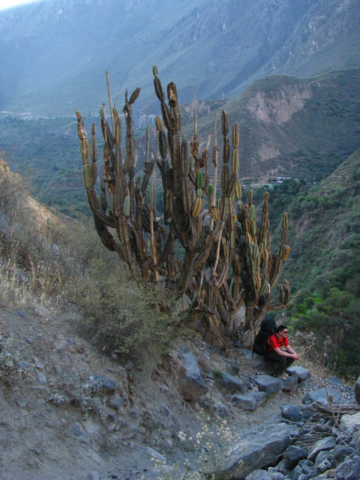 Reuzencactus op trekking in Colca Canyon