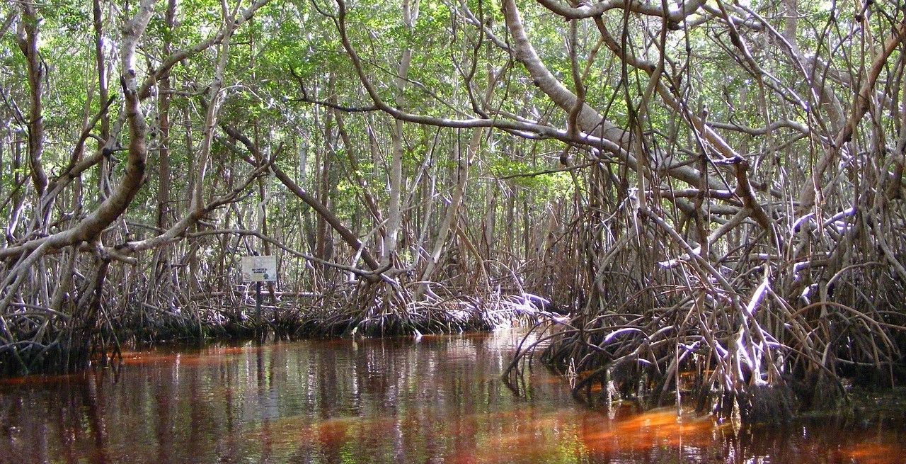 Mangrovenwoud