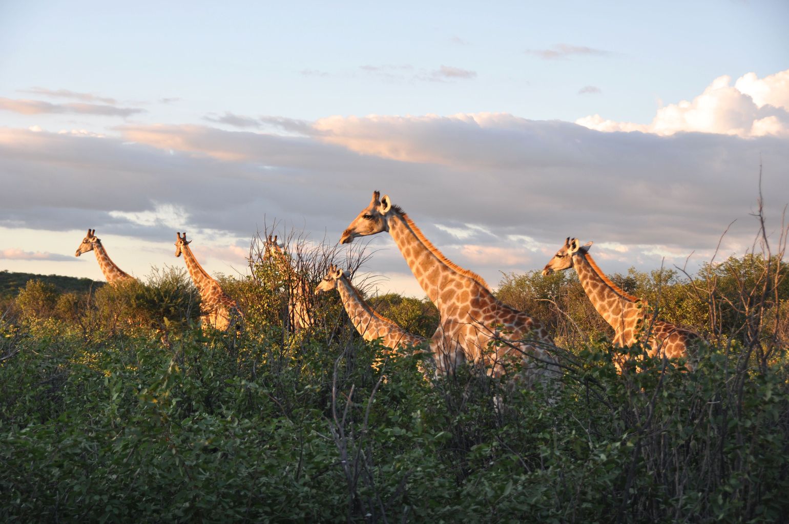 Namibië giraf safari Afrika reis wildlife kameelperd