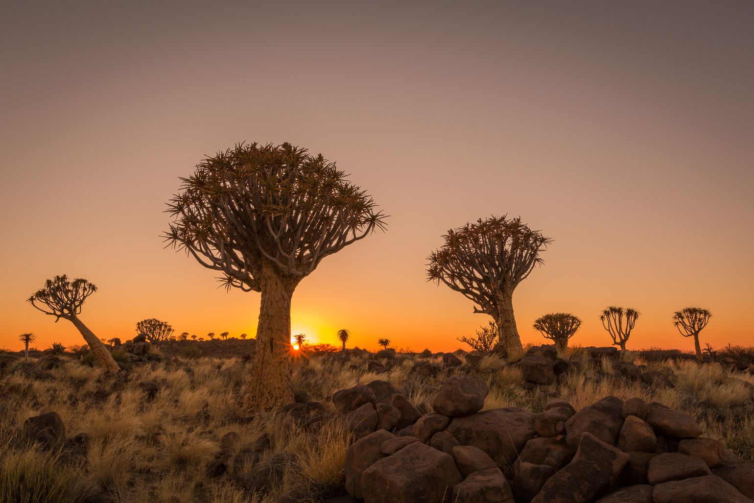Namibië quiver tree forest Afrika 