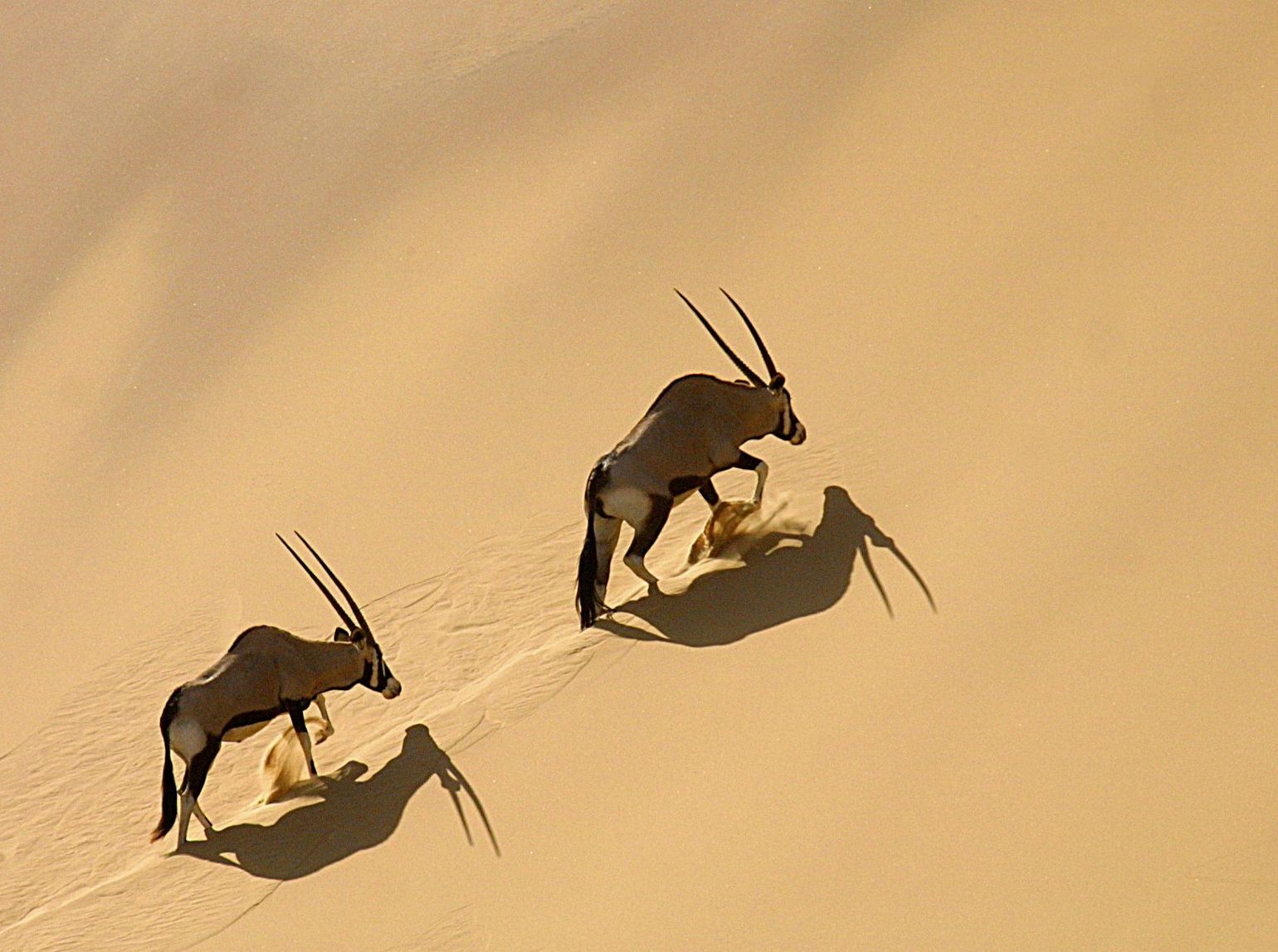 Oryx in Kalahari, Namibië