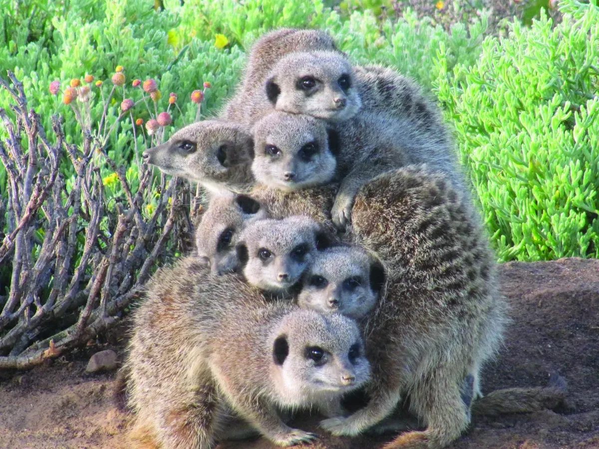 Stokstaartjes in Oudtshoorn