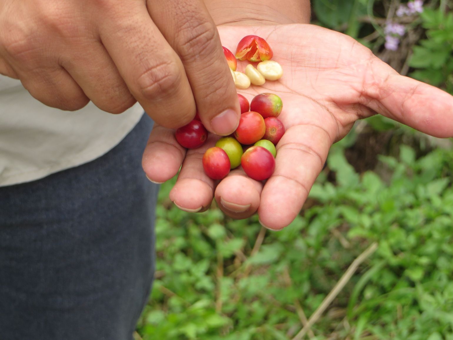 Panama Boquete Café Ruiz
