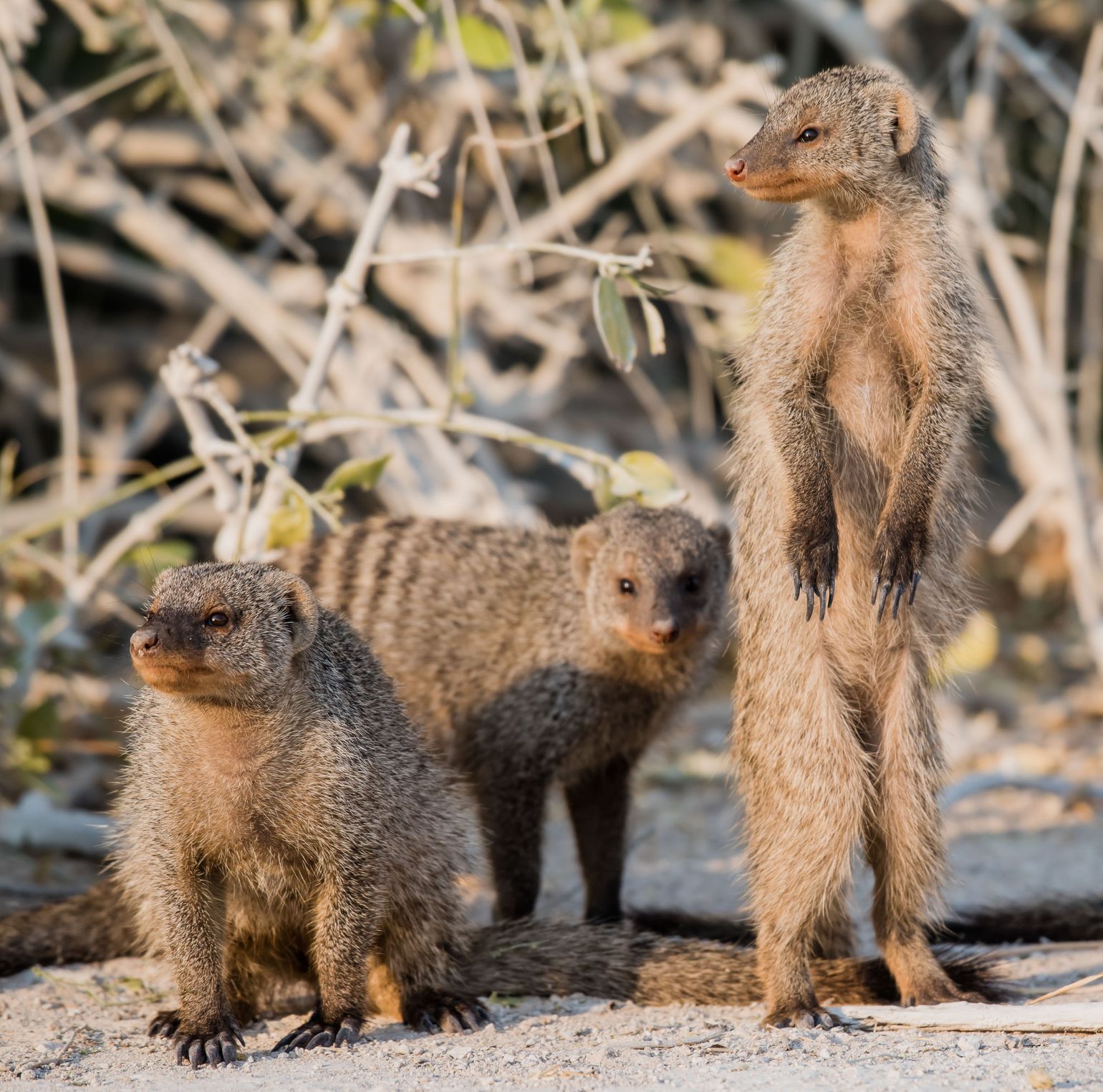 zebramangoeste stokstaartjes Botswana wildlife Afrika