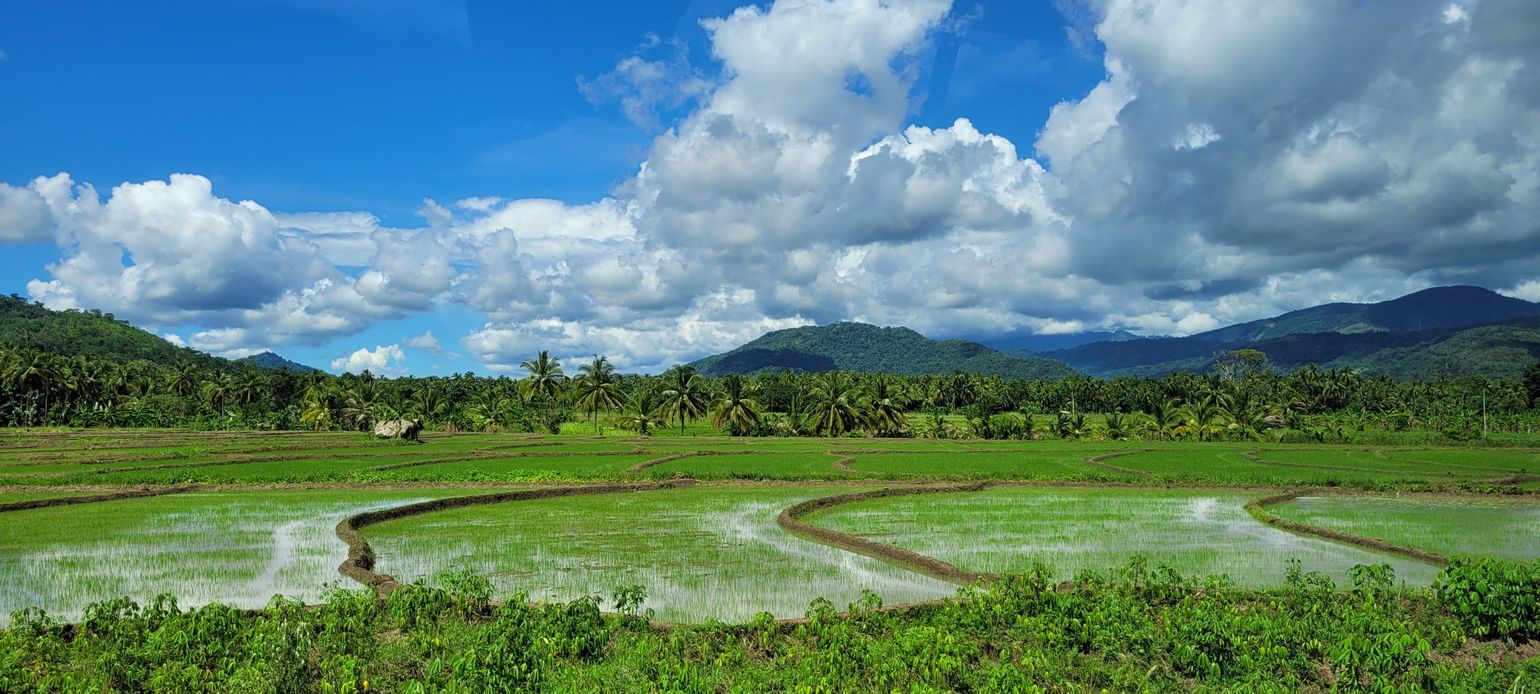 Rijsvelden Sri Lanka individuele reis
