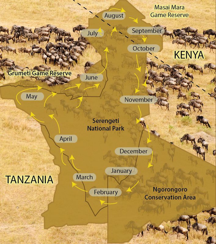Copyright Tanzania Tourism Board great migration serengeti tanzania