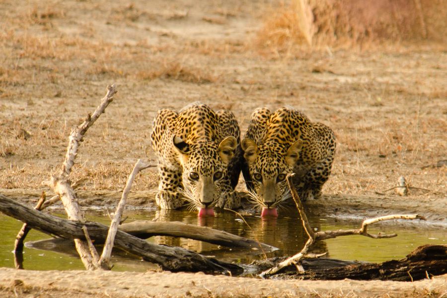 Luipaarden in Wilpattu National Park