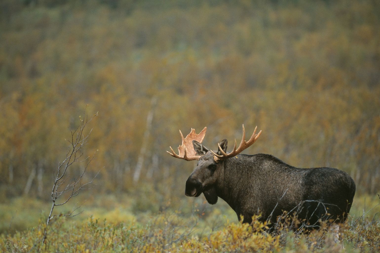 Eland in Sarek National Park Zweden