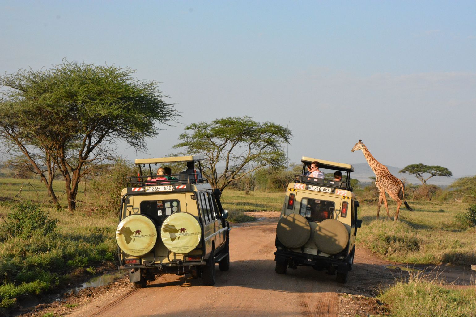 Jeepsafari met giraf in Tanzania met Joker