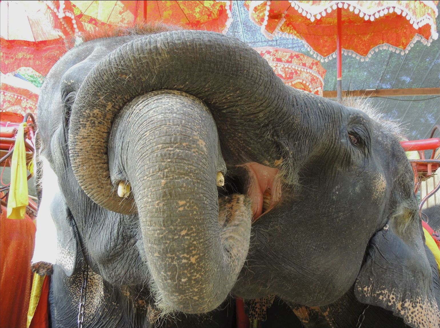 Olifanten in Chiang Mai, Thailand