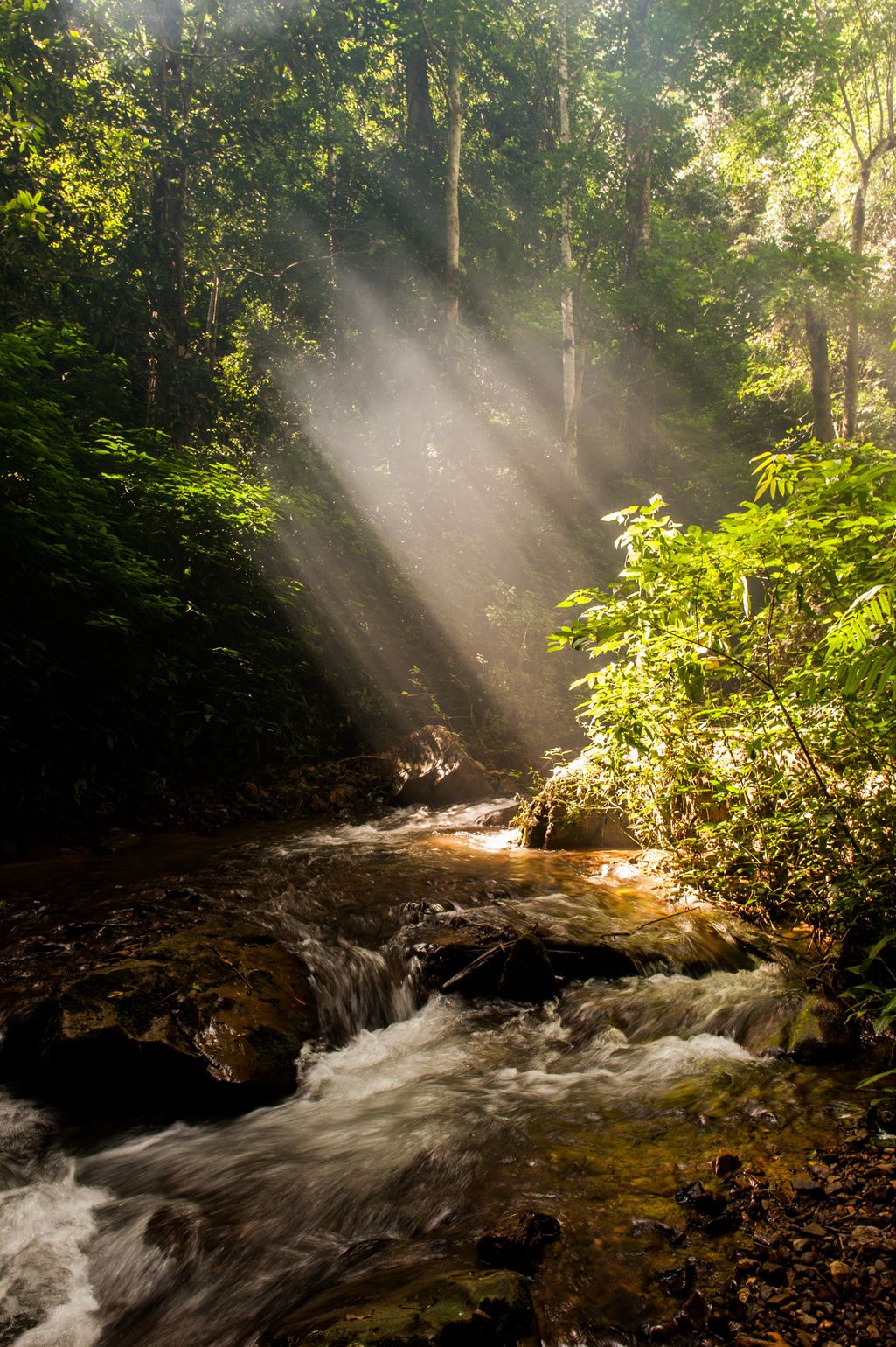 Jungletrekking in Chiang Mai, Thailand