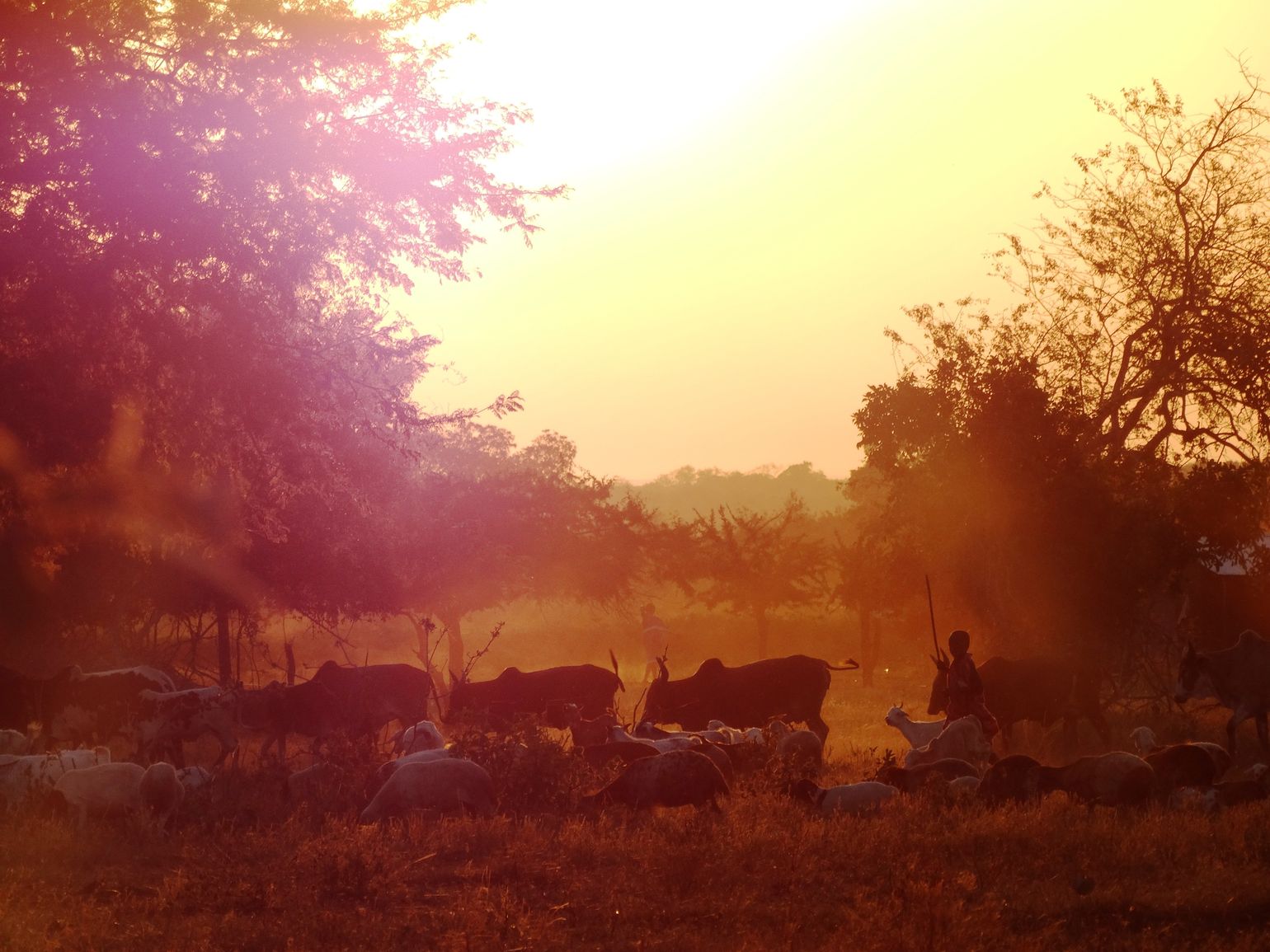 Tanzania wildlife natuur 