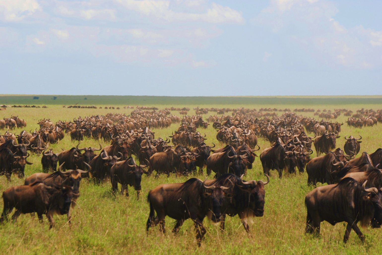 Great Migration Tanzania gnoe safari wildlife