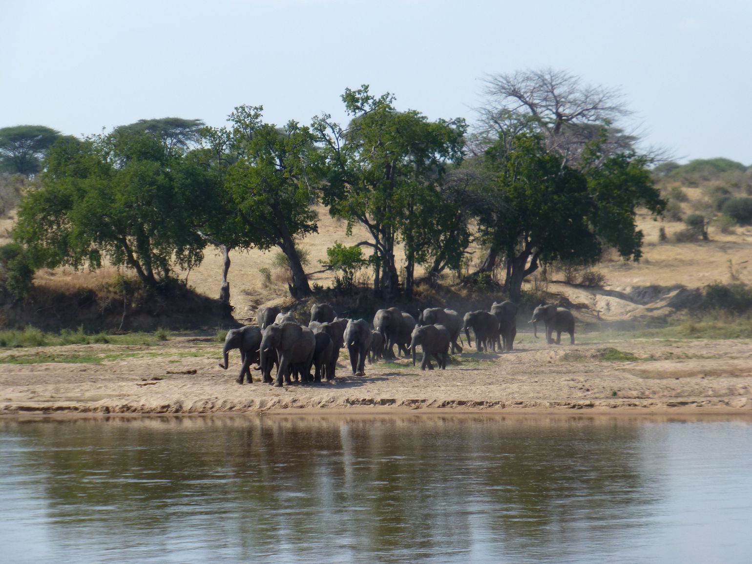Olifanten in Ruaha N.P. - Peter Berkers