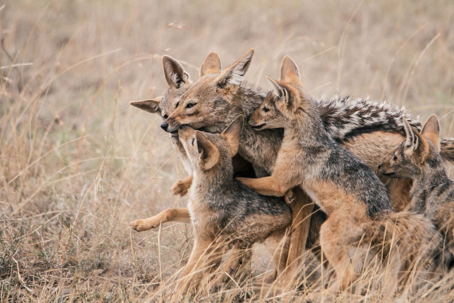 jakhals Tanzania Serengeti safari national park