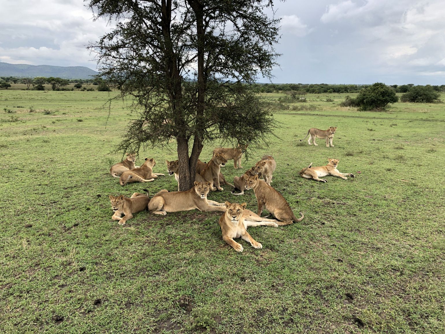 Tanzania, safari, najaar