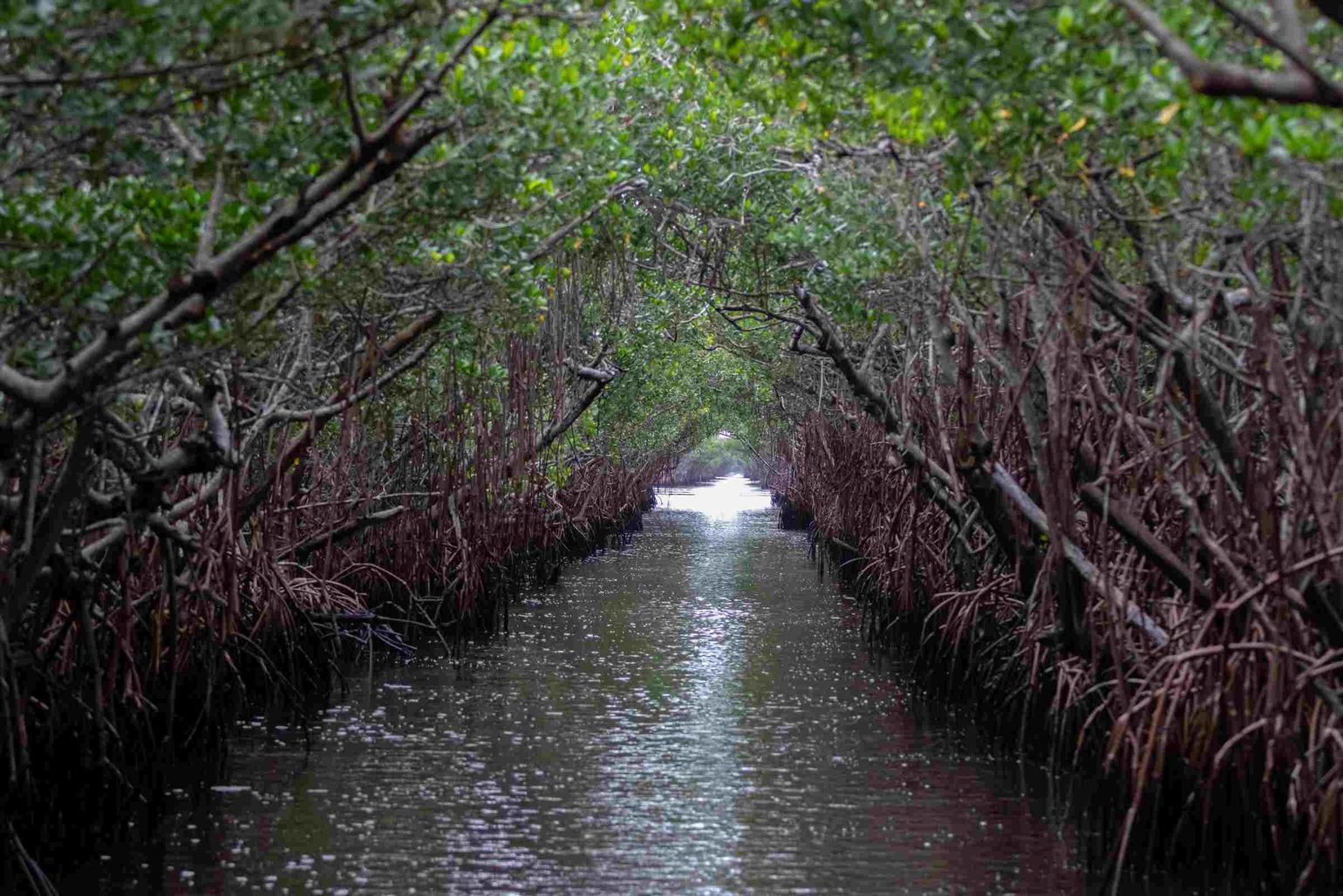 Mangrove Tunnel
