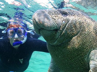 snorkelen manatees crystal river