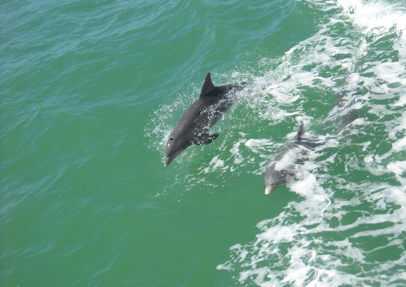 Dolfijnen fort myers florida usa