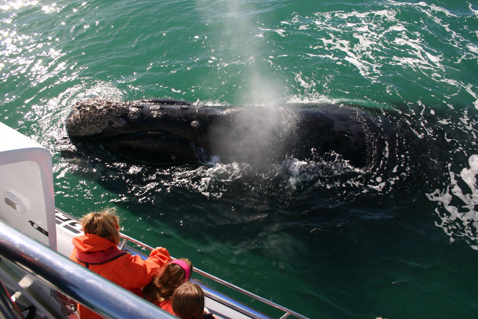 Walvissen spotten in Zuid-Afrika