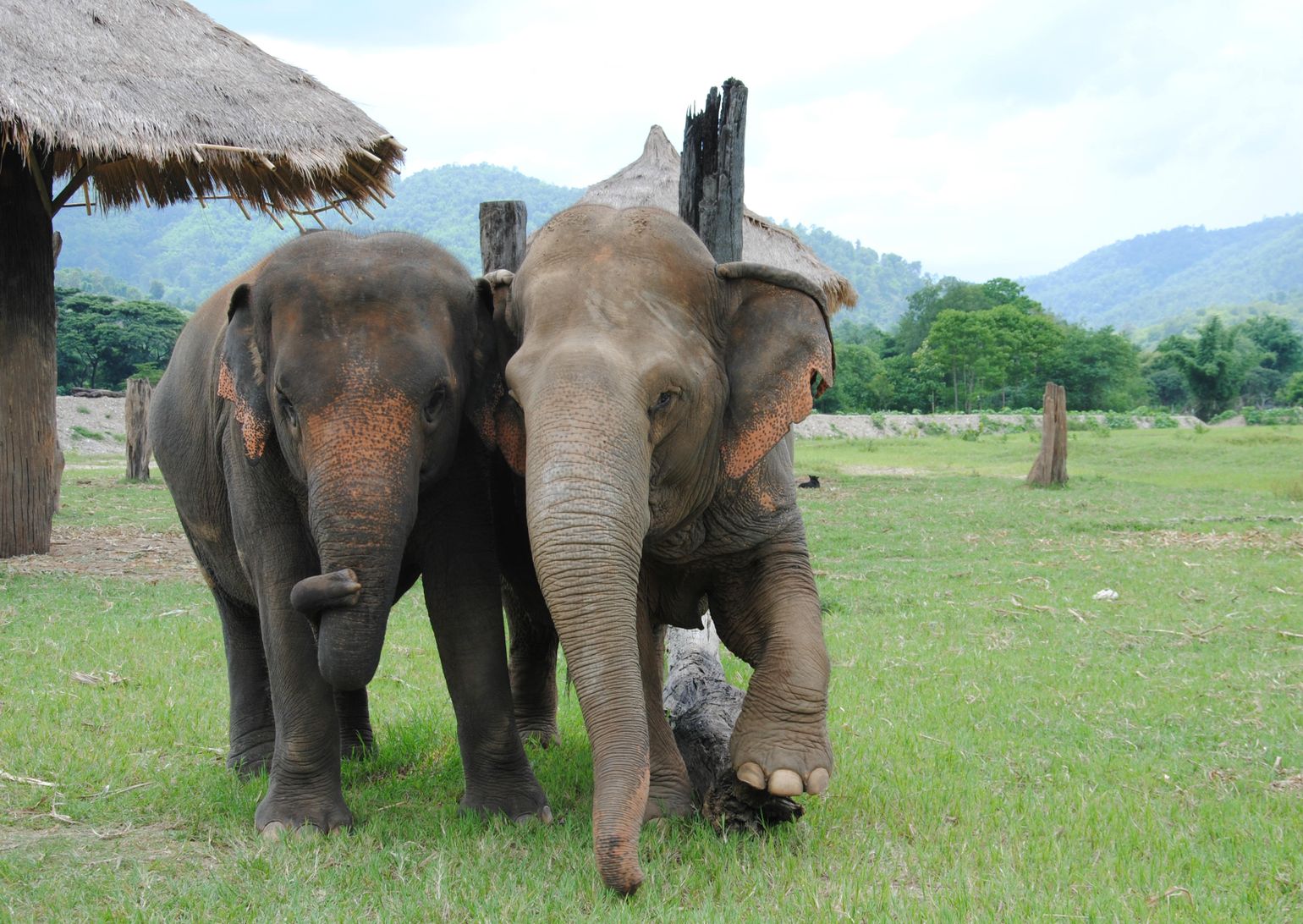 Vrolijke olifanten in Thailand - Joker
