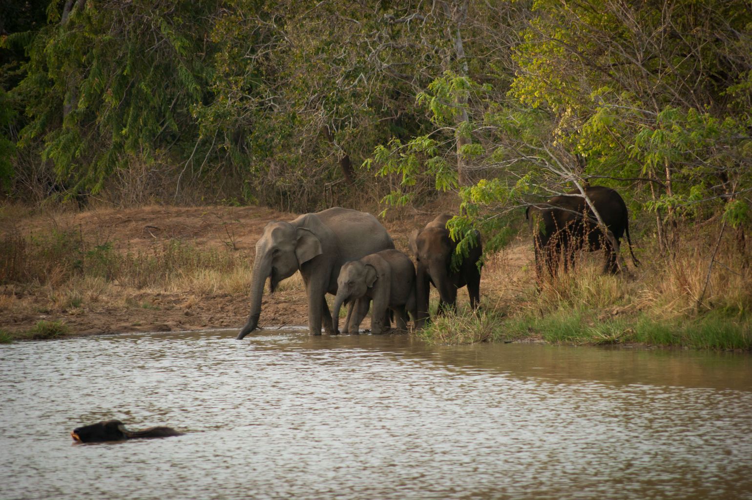 Olifanten in het wild in Sri Lanka op reis met Joker