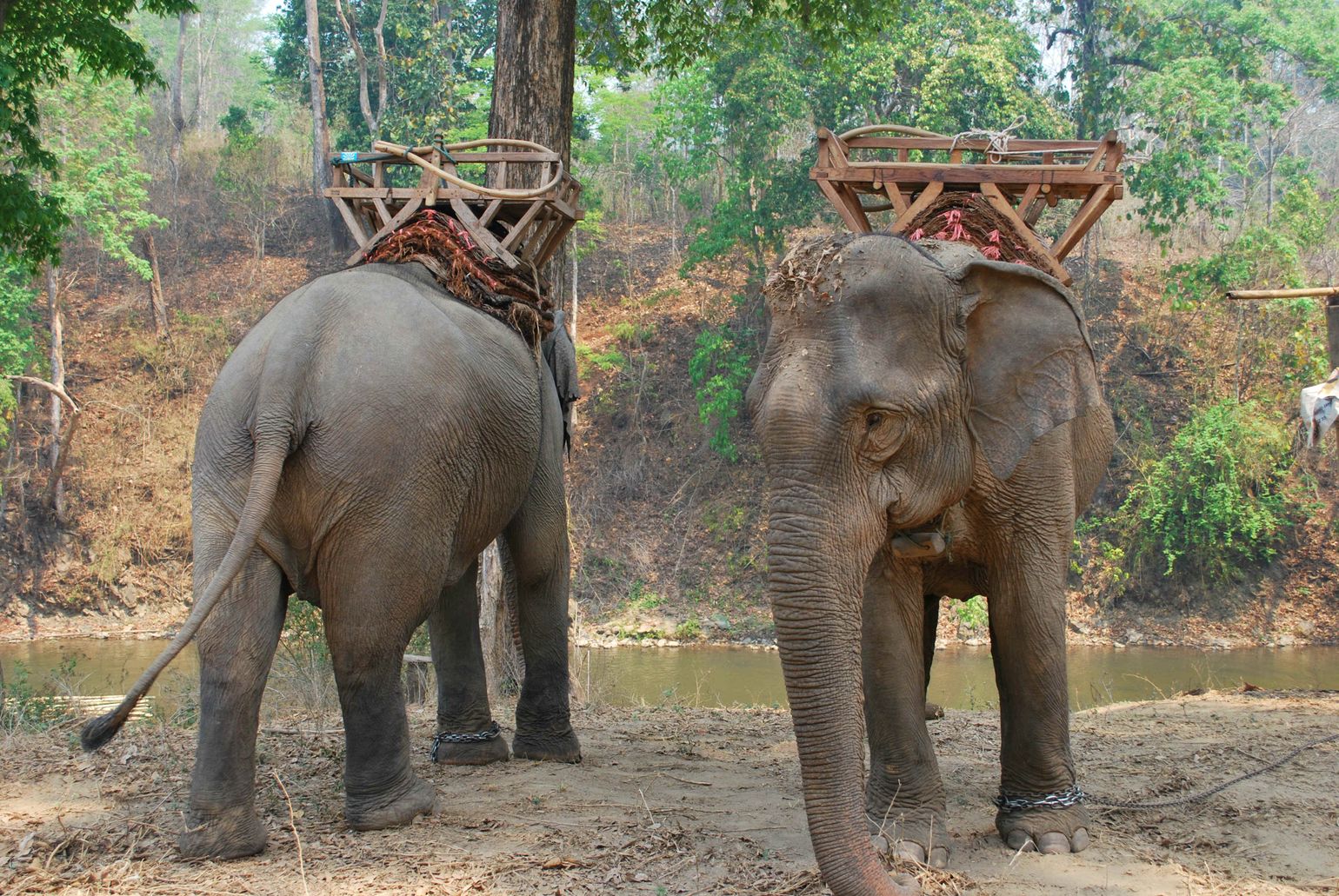 Olifanten aan de ketting - olifantenritten zijn niet duurzaam - Joker