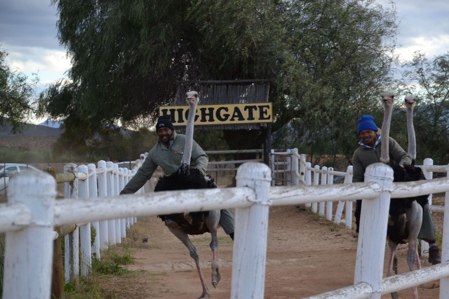 Struisvogelrace in Oudtshoorn, Zuid-Afrika