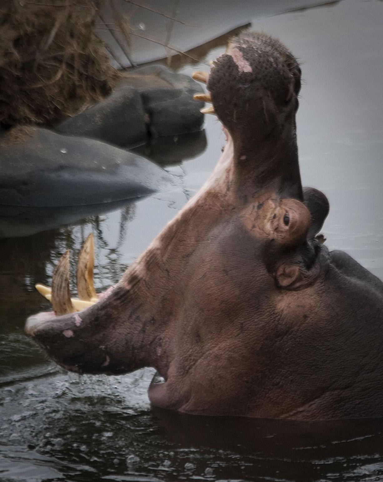 Nijlpaard, Zuid-Afrika