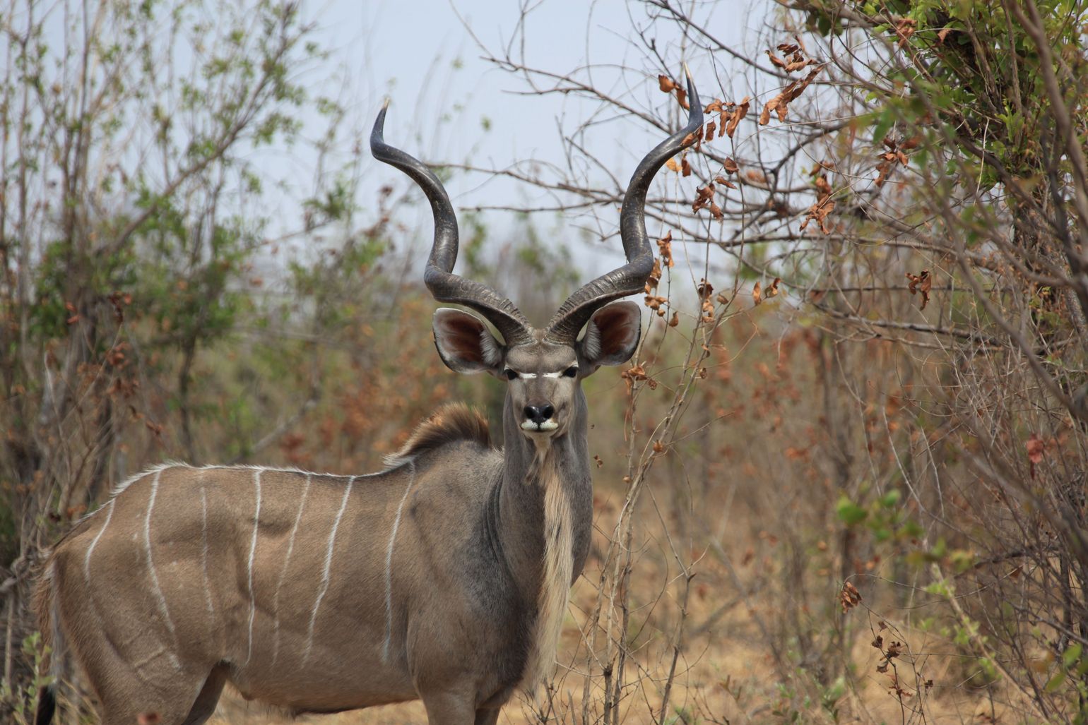 koedoe kudu Zimbabwe wildlife safari