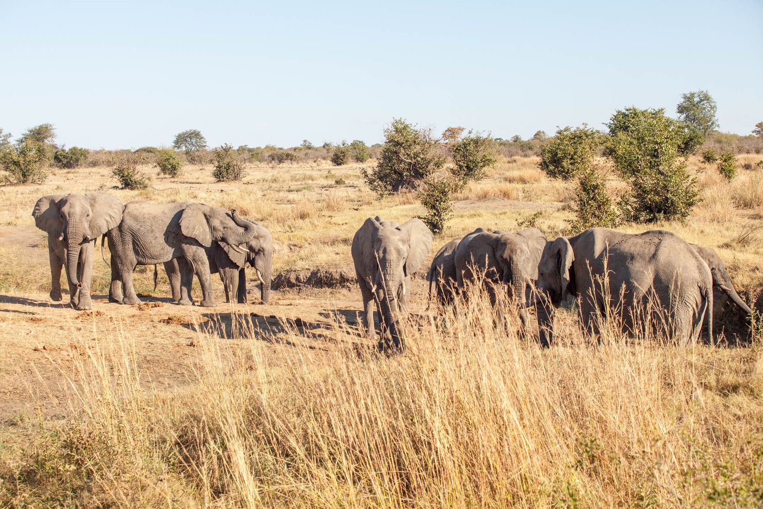 Een kudde olifanten in Hwange National Park, Zimbabwe